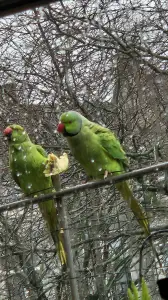 Leentje 02 Ontbijt in de regen